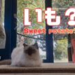 バーマン猫ラフ【いも？】Sweet potato?（バーマン猫）Birman/Cat