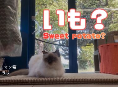 バーマン猫ラフ【いも？】Sweet potato?（バーマン猫）Birman/Cat