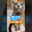 あくび で返事する猫❤️ #猫 #ロシアンブルー #catshorts #shorts