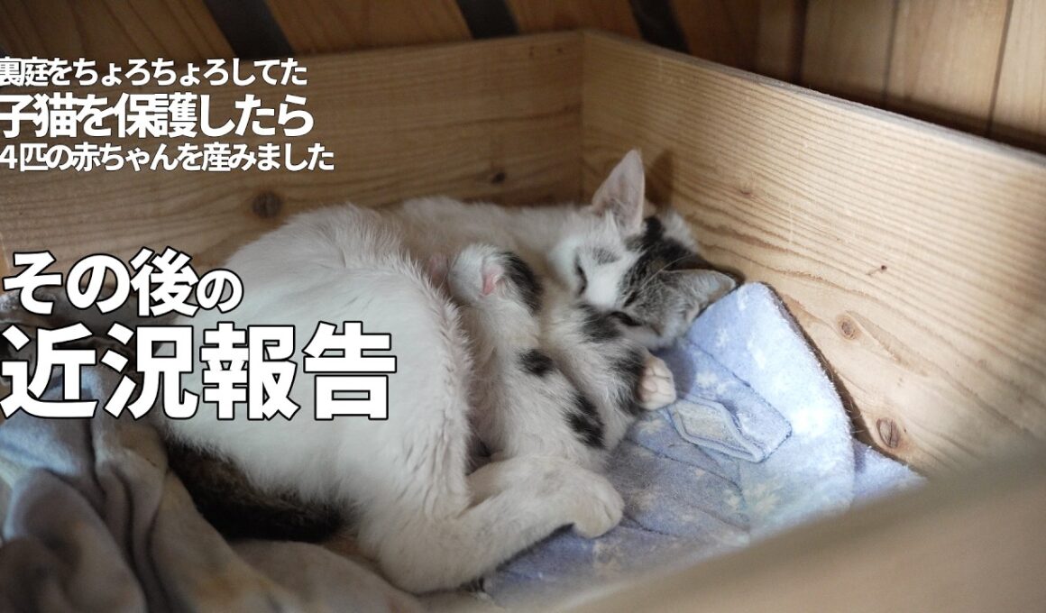 【猫の出産】子猫を保護したら赤ちゃんを産みました。その後のお話🙏