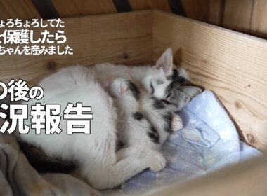 【猫の出産】子猫を保護したら赤ちゃんを産みました。その後のお話🙏