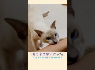 遊んでほしくて甘噛みする甘えん坊猫が可愛すぎました🥹🐾
