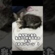 まだ大きくなるんかな…？？#猫 #メインクーン#cat #shorts