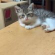 保護したキジシロの子ネコ。じっと、見つめて、シャムの雫、黒猫くー、黒夢の行動を見て、学習中