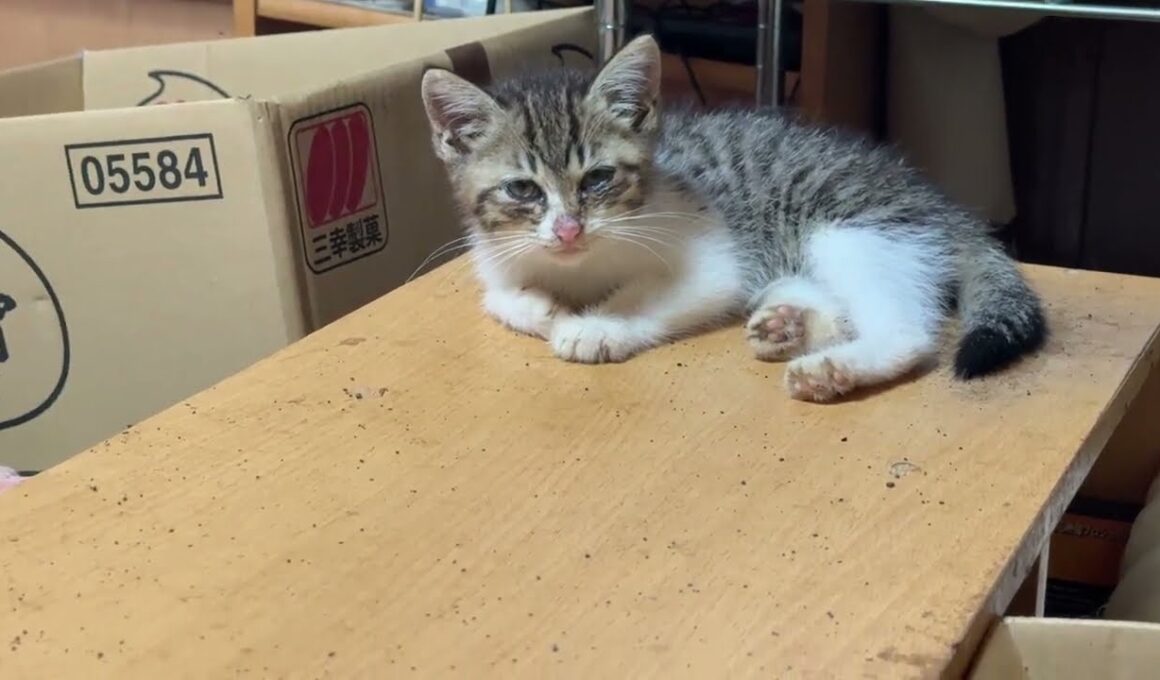 保護したキジシロの子ネコ。じっと、見つめて、シャムの雫、黒猫くー、黒夢の行動を見て、学習中