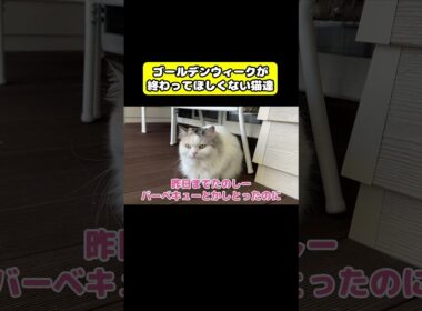 ゴールデンウィークが終わってほしくない猫達　#猫 #おもしろ #アテレコ #ニャンチューバーつくし
