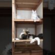 お茶目なメインクーン女子の小町ちゃん
