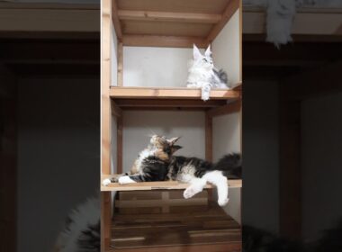 お茶目なメインクーン女子の小町ちゃん