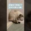 お風呂に尻尾が…助けようと頑張る猫