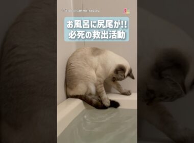 お風呂に尻尾が…助けようと頑張る猫