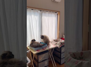 グランの「ニャー！！！」 #グリンとグランの陽だまり日記 #cat #猫