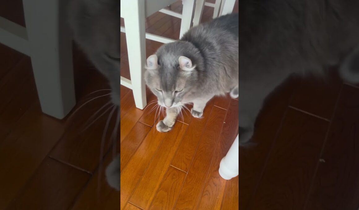 落ちた #ねこ動画 #アメリカンカール