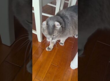落ちた #ねこ動画 #アメリカンカール