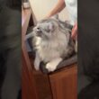 朝、少年に挨拶してくれる大型猫とオオウナギのエサやり#shorts