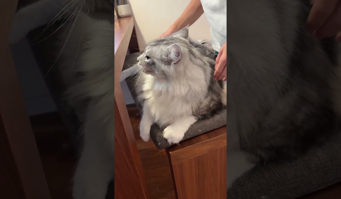 朝、少年に挨拶してくれる大型猫とオオウナギのエサやり#shorts