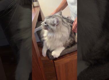 朝、少年に挨拶してくれる大型猫とオオウナギのエサやり#shorts