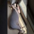 日向ぼっこする猫スルタンwww【スフィンクス】