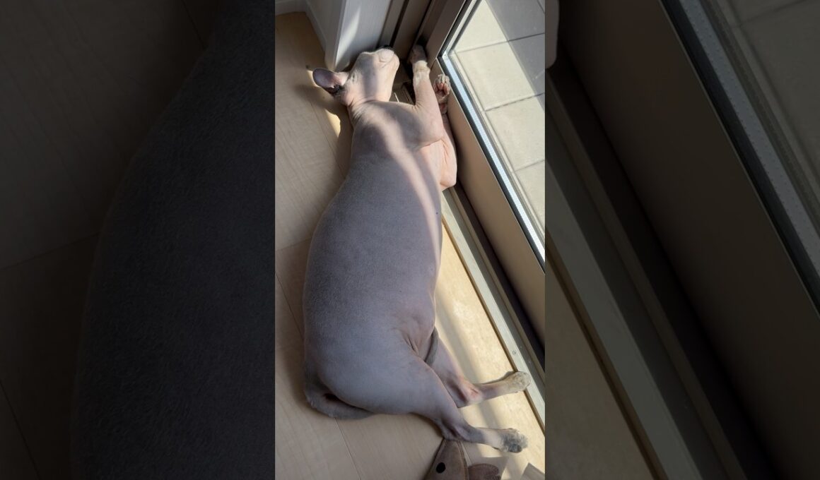 日向ぼっこする猫スルタンwww【スフィンクス】