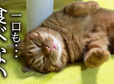一口も食べない子猫の行動に変化が...