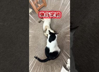 にぃにぃVSジャム。