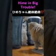 ペルシャ猫女子、深夜のバトルが可愛すぎた#猫 #ペルシャ猫 #猫動画 #猫ショート #かわいい猫 #ふわふわ猫 #多頭飼い #猫のケンカ #癒し #猫好き