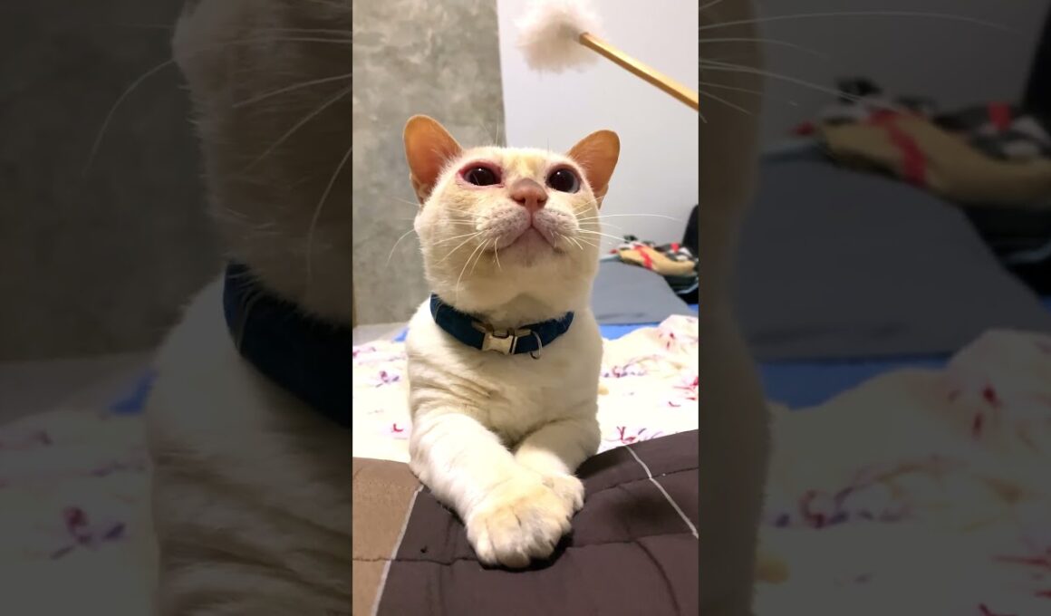 モチ活性化中
