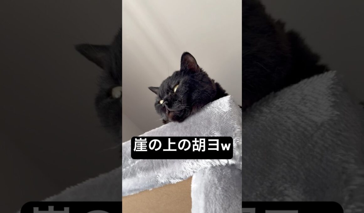 魚の子じゃないし男の子だもん #cat #にゃんグラム #セルカークレックス #猫のいる暮らし #にゃんたチャンネル #ブリティッシュショートヘア #猫のいる生活