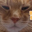スフィンクスポーズの似合う猫　【４猫暮らし1539s】