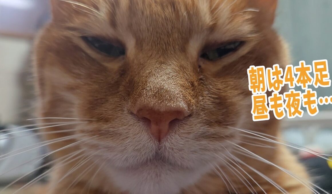 スフィンクスポーズの似合う猫　【４猫暮らし1539s】