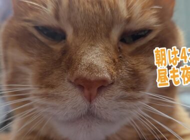 スフィンクスポーズの似合う猫　【４猫暮らし1539s】