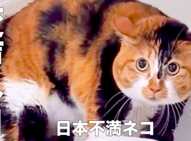 【総集編】　変な鳴き声のネコ　【※アフレコではありません】