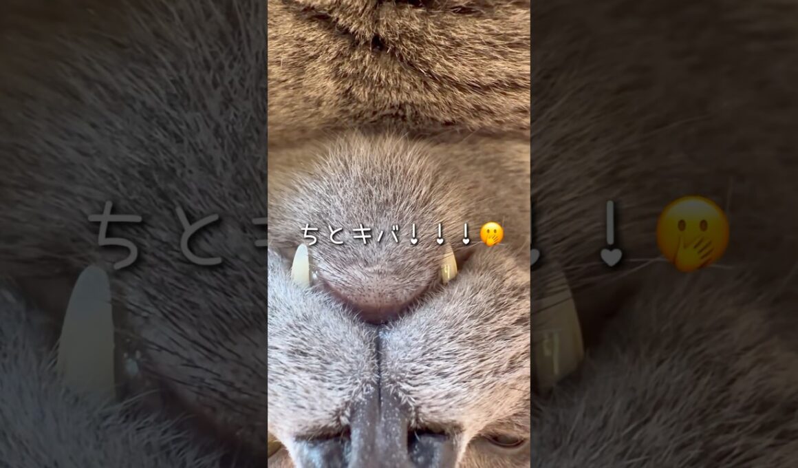 【ロシアンブルー】めろんかいじゅう🦖🍈まったり中🤭【猫】#shorts