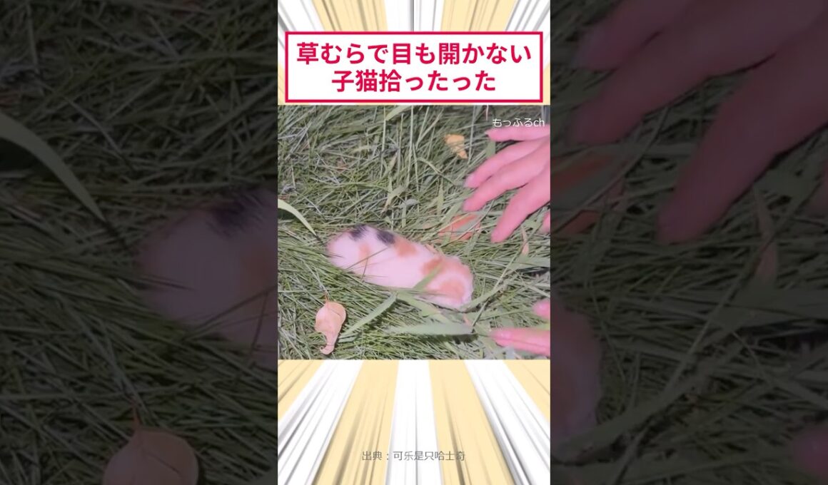 草むらで目も開かない子猫拾ったった #2ch動物スレ #猫動画 #猫のいる暮らし