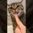 愛猫にペロンﾁｮされて感極まるパパwww #cat #猫