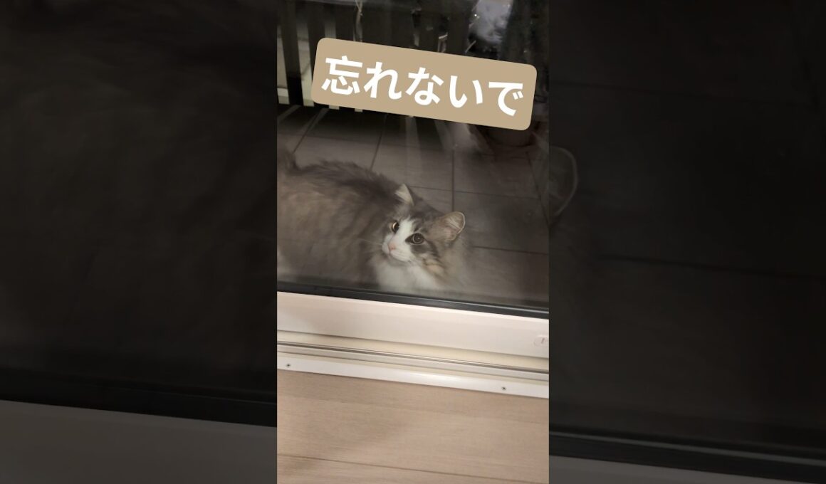 猫のしまい忘れ。 #ノルウェージャンフォレストキャット