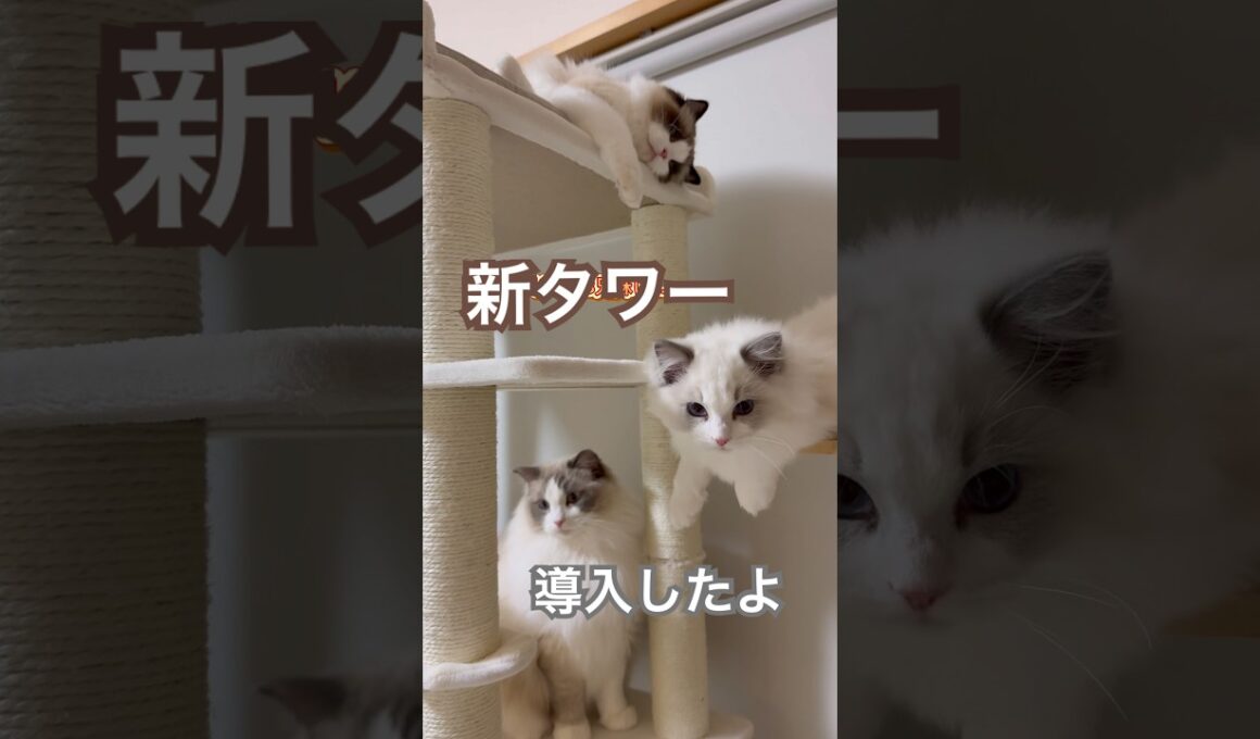 新しいキャットタワー導入したよ😆💕#ラグドール #猫のいる暮らし #猫好きさんと繋がりたい #ねこ動画