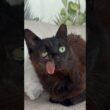 The rent is due ! #cats #blackcat #shortvideos