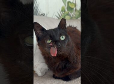 The rent is due ! #cats #blackcat #shortvideos