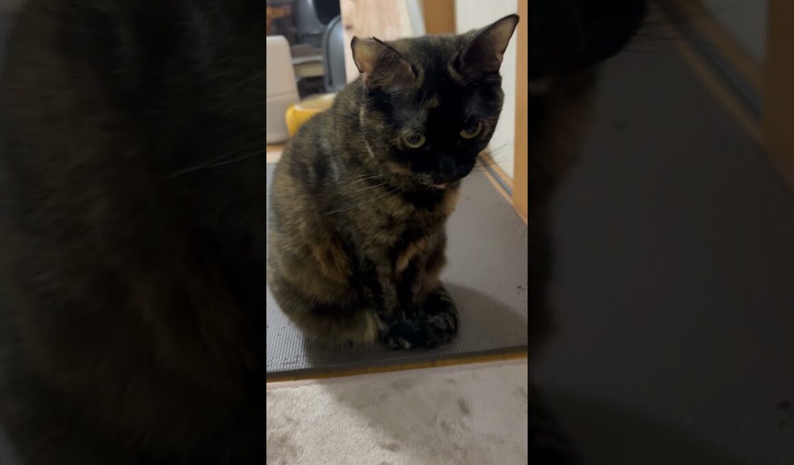 スフィンクス座り⁉️ #cat