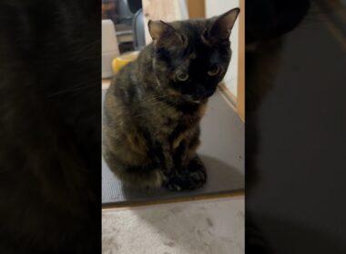 スフィンクス座り⁉️ #cat