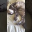 なにこれ #猫動画 #ねこ動画 #アメリカンカール
