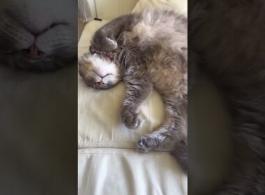 なにこれ #猫動画 #ねこ動画 #アメリカンカール