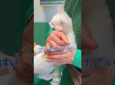 病院でも無敵な弟猫の現在と昔で比べてみたら…