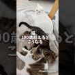 【実録】108歳、猫界の水戸黄門。ヒーターで平和を説く#猫のいる暮らし #ココ爺 #水戸黄門 #猫仙人 #108歳 #猫の多頭飼い #シュール #Shorts #YouTubeShorts