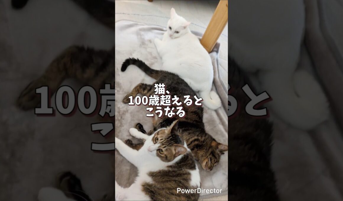 【実録】108歳、猫界の水戸黄門。ヒーターで平和を説く#猫のいる暮らし #ココ爺 #水戸黄門 #猫仙人 #108歳 #猫の多頭飼い #シュール #Shorts #YouTubeShorts