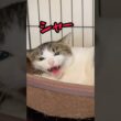 おやつで態度が変わる猫