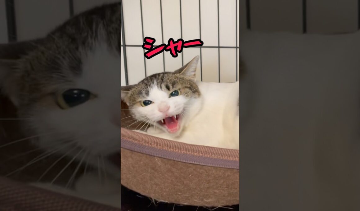 おやつで態度が変わる猫