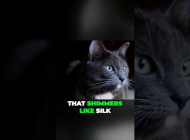 Unleashing the Power of Pet Love Meet the Enchanting Korat and Russian Blue Cats #shorts