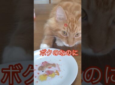けちんぼ！#cat#メインクーン