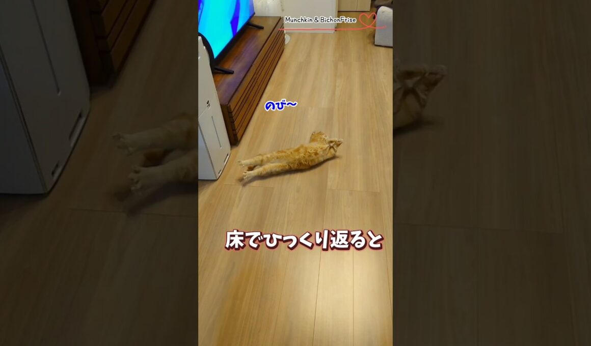 【マンチカン】エビ反りでひっくり返る短足猫 【犬と猫、両方飼ってると毎日かわいい♥】